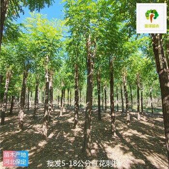 江西紅花刺槐樹(shù)苗報(bào)價(jià)