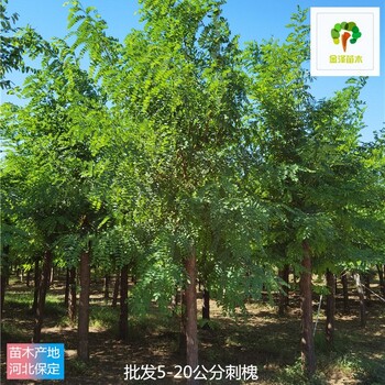 8公分刺槐苗木報(bào)價(jià),苗圃好貨