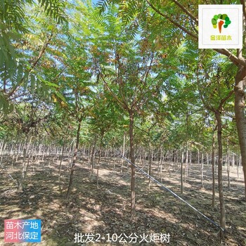 寧夏火炬樹廠家供應(yīng)