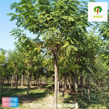 遼寧紅花刺槐苗圃供應(yīng)