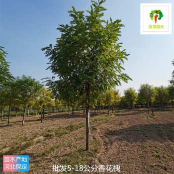 12公分香花槐樹供應(yīng),觀花喬木