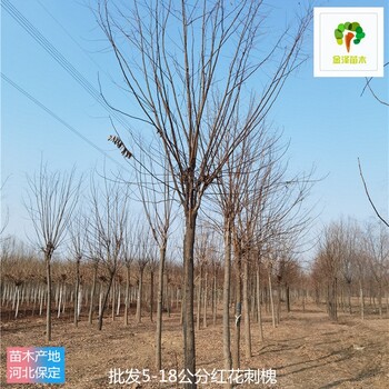 江西紅花刺槐樹(shù)苗報(bào)價(jià)