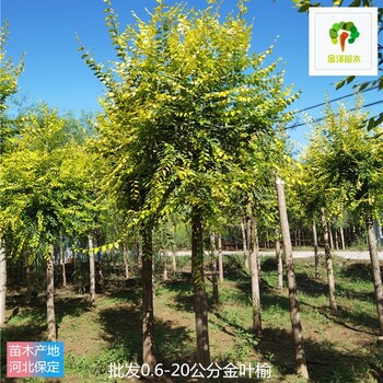 湖北金葉榆苗圃批發(fā)