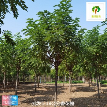 10公分香花槐供應(yīng)商,紅花刺槐