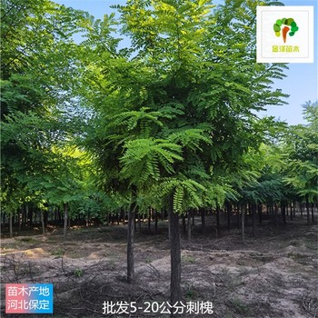 12公分刺槐產(chǎn)地出售,苗圃好貨