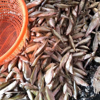 承包水庫(kù)捕撈小雜魚捕撈水庫(kù)花白鰱魚四大家魚鯉魚小鯽魚