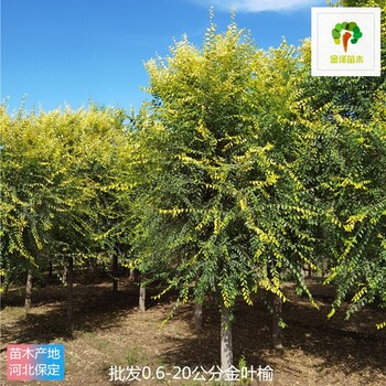 西藏金葉榆苗木批發(fā)