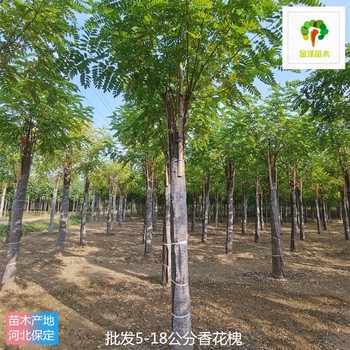 8公分香花槐苗圃,紅花槐樹(shù)