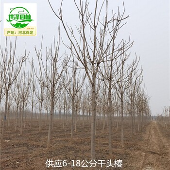 7公分千頭椿苗木供應(yīng),臭椿樹