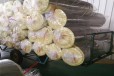 湖南神州节能科技集团金猴玻璃棉报价-耐火1小时保温材料