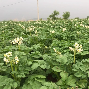 河北高分子鉀鹽型保水劑