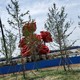不銹鋼玫瑰花雕塑圖