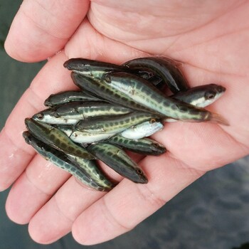 四川雜交烏鱧魚苗