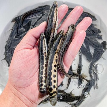 四川雜交烏鱧魚苗