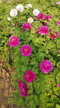 寧夏出售芍藥