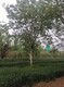 國(guó)槐種植基地圖