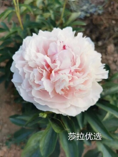 河南芍药品种