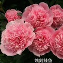 青海批發(fā)芍藥批發(fā)價格