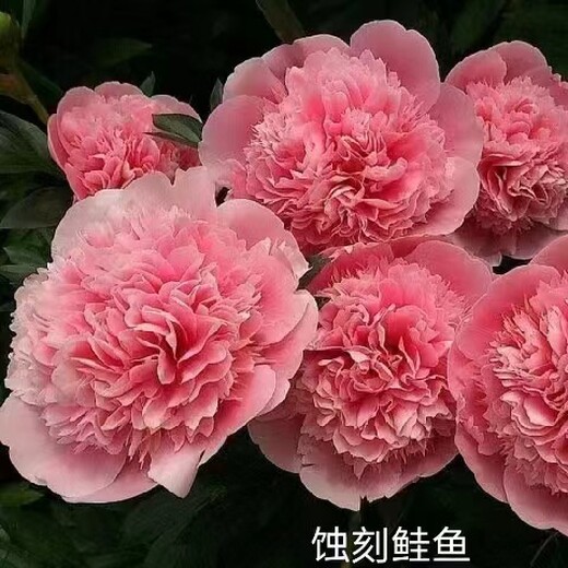 寧夏批發(fā)芍藥基地