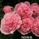 批發(fā)芍藥圖