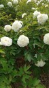 芍藥怎么種植