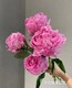 福建出售芍藥種植電話產(chǎn)品圖