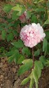 重慶出售芍藥批發