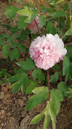 山东批发芍药怎么种植