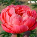 福建出售芍药种植电话