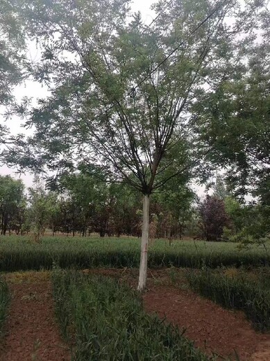 浙江國(guó)槐種植基地