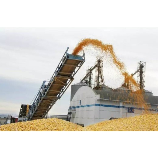 新疆收购玉米陈化粮价格收购玉米