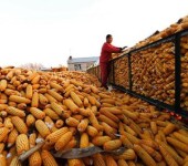 贵州专业收购玉米陈化粮厂家采购玉米陈储粮