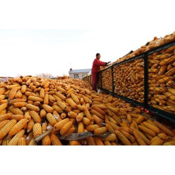 海南收购玉米陈化粮价格