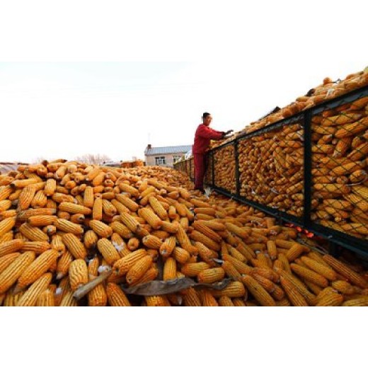 新疆收购玉米陈化粮价格