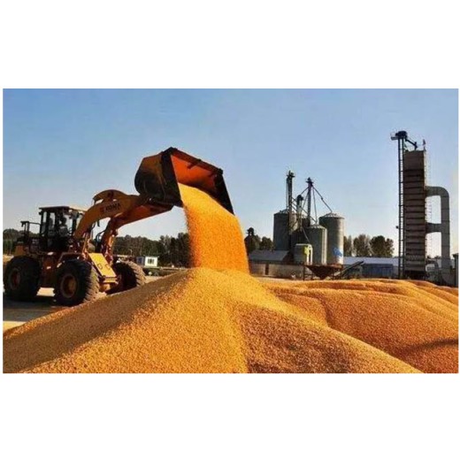 新疆收购玉米陈化粮多少钱采购玉米