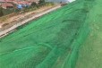 阳江三维植被网厂家价格,塑料三维网