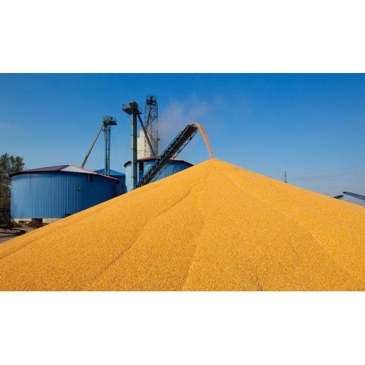 四川收购玉米陈化粮多少钱采购玉米陈储粮