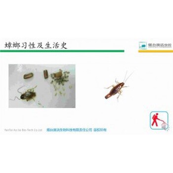 青島澳潔滅鼠公司鼠害防治工作流程