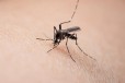药效评定驱蚊产品检测杀虫驱蚊喷雾剂检测