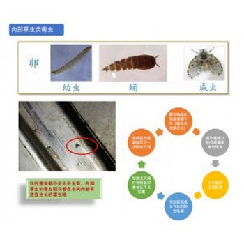 青島澳潔滅鼠公司鼠害防治工作流程