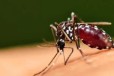 药效评定驱蚊效果测试GBT13917.9标准