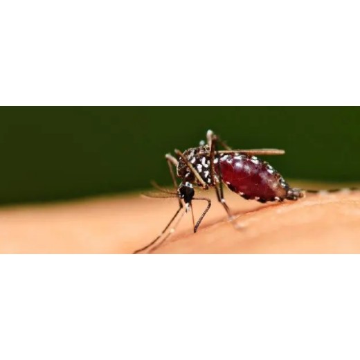 GBT13917.9标准驱蚊手环检测药效评定