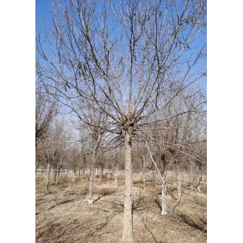 内蒙古18公分皂角树基地批发