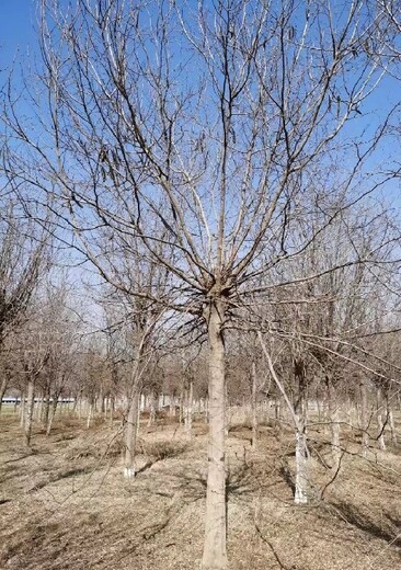 鄂爾多斯20公分皂角樹基地批發