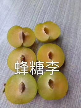 嘉兴供应李子树苗,法兰西西梅苗批发