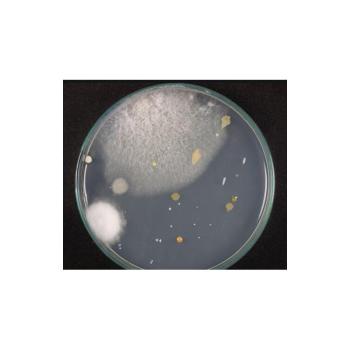 百色霉菌试验第三方检测机构
