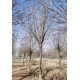 内蒙古10公分皂角树基地批发产品图