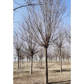 乌兰察布13公分皂角树批发价格
