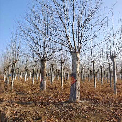 郴州法桐苗基地