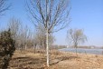 内蒙古20公分法国梧桐树基地批发